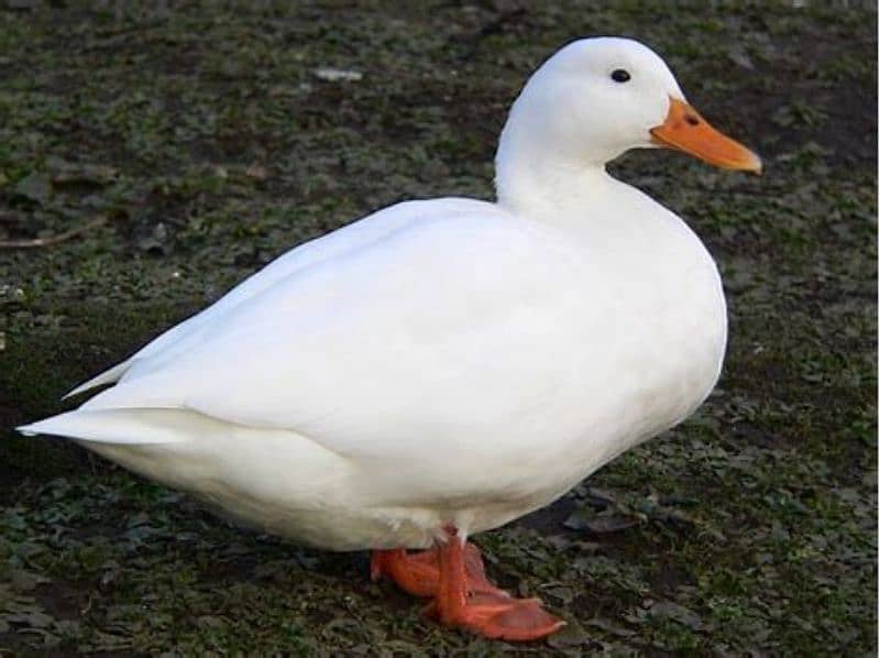 White beautiful Ducks Available 1