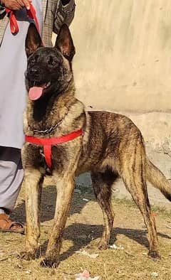 pure bhagyary male 10 month sequrty dogs for sale