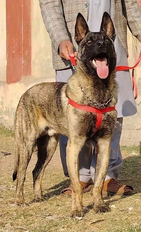 pure bhagyary male 10 month sequrty dogs for sale 1