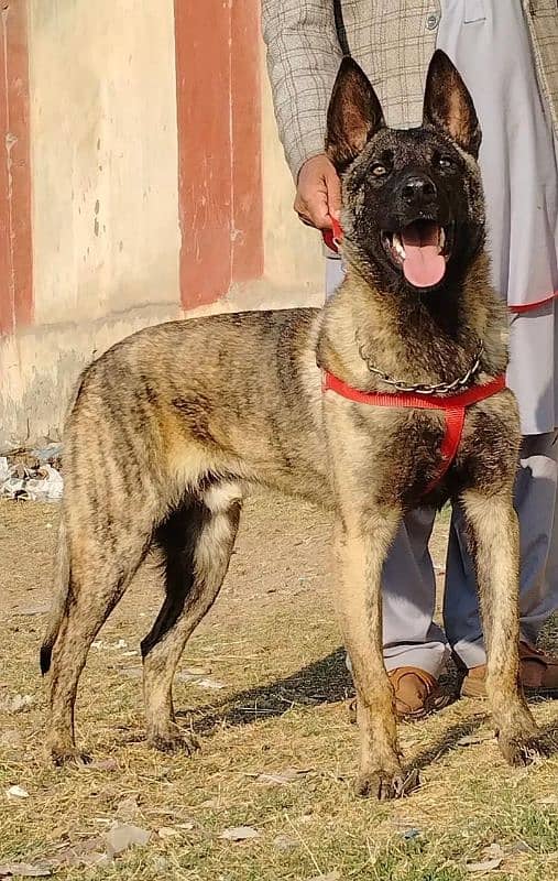 pure bhagyary male 10 month sequrty dogs for sale 2