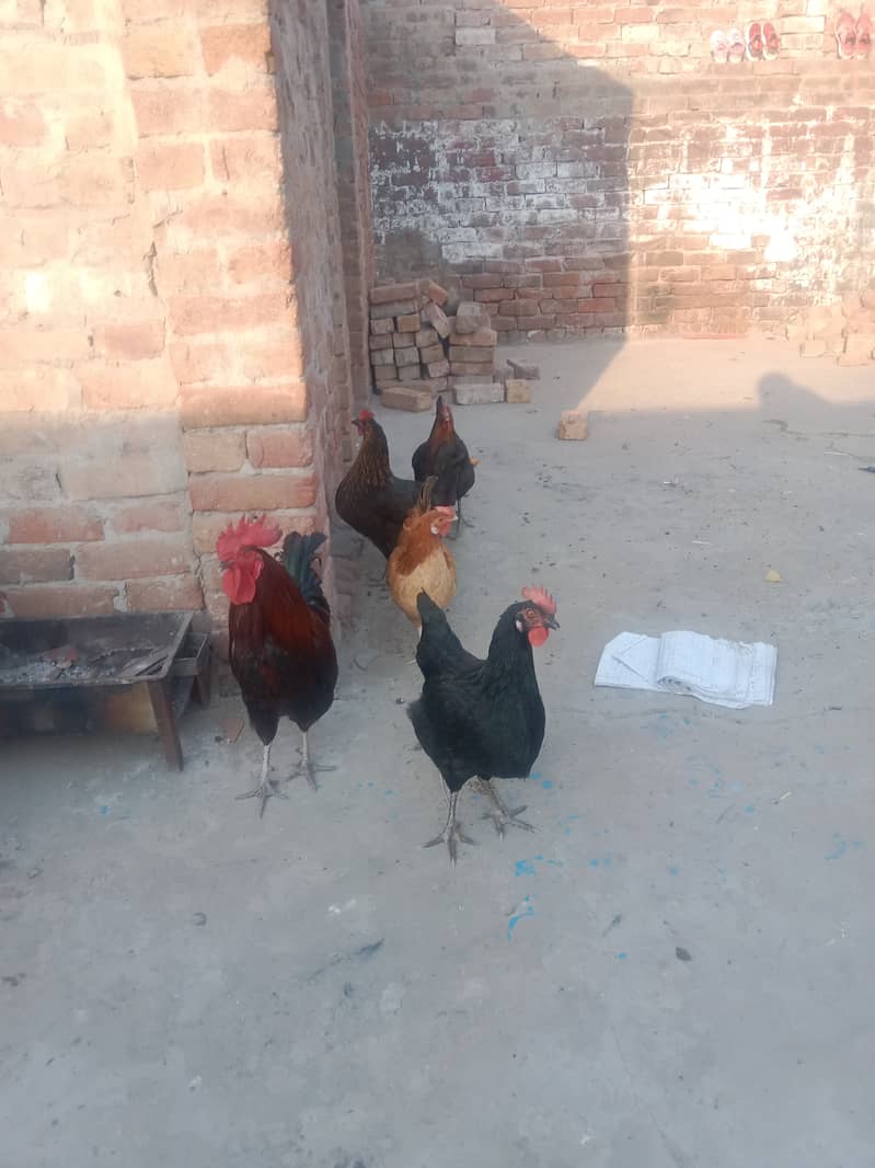 4 desi murghi 1 desi murgha 4ro murghyan egg deti hn 1