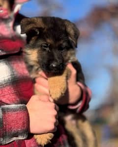 German shepherd puppies Double Coat My Whatsapp number 03479384891