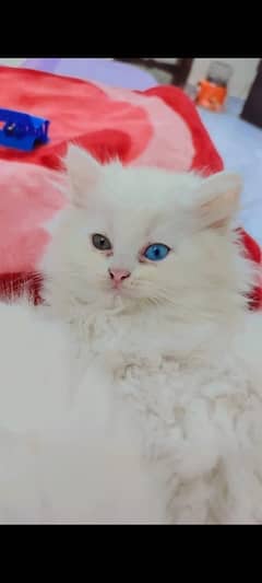 Cute persian pair cats with odd eyes.