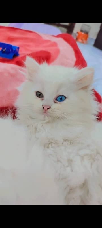 Cute persian pair cats with odd eyes. 0