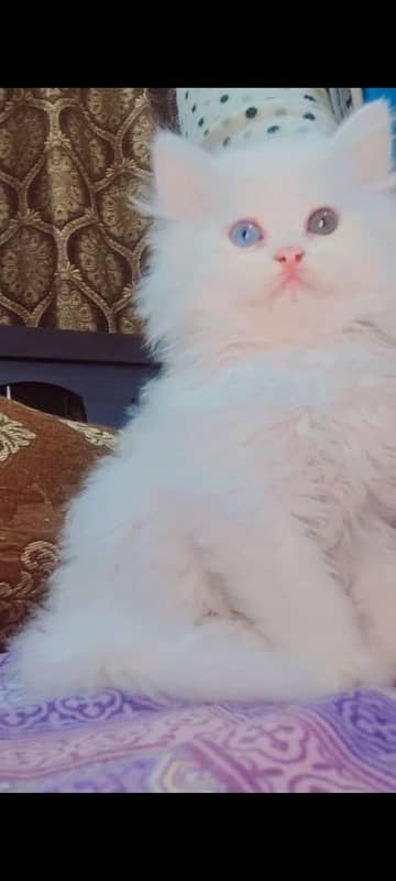 Cute persian cats with odd eyes. 2