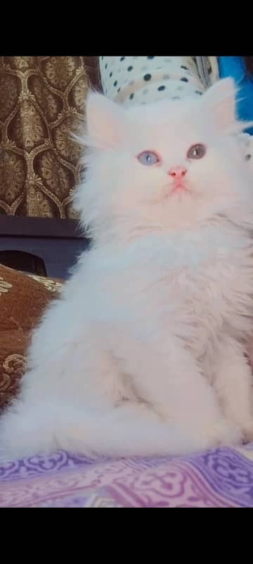 Cute persian cats with odd eyes. 3