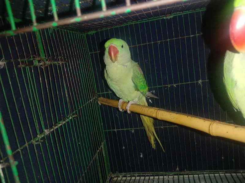 raw parrot 0