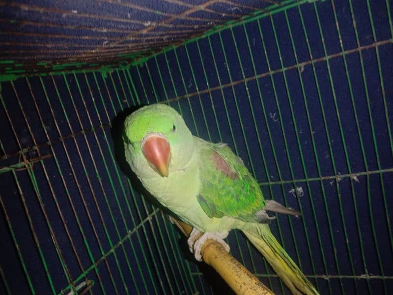 raw parrot 1