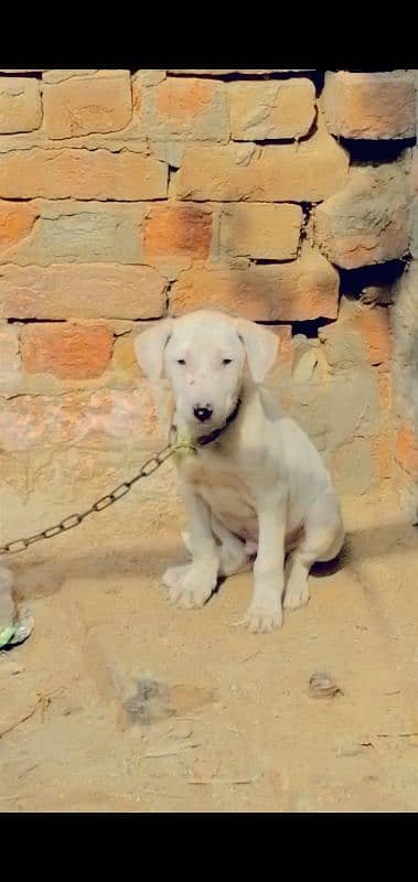 bully gultair puppy 03016214796 is number per rabta kara 0