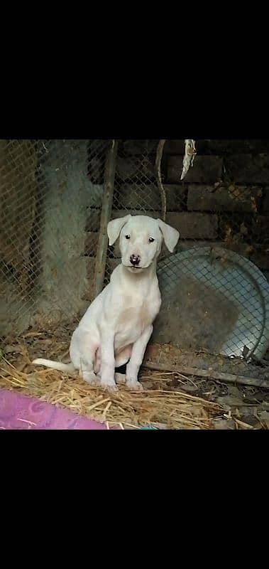 bully gultair puppy 03016214796 is number per rabta kara 1