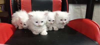 Persian kittens pairs for sale