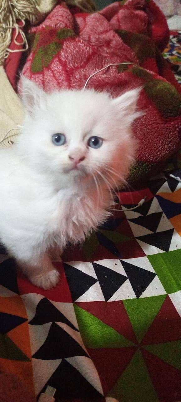 Persian kittens pairs for sale 3