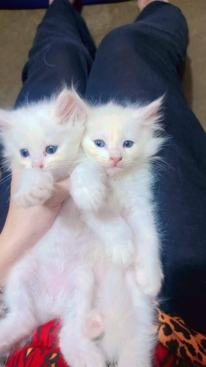 Persian kittens pairs for sale 4