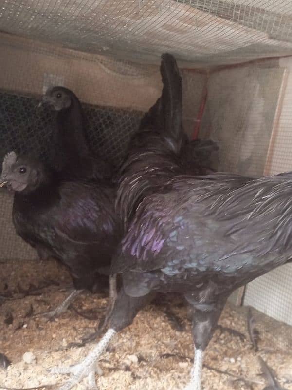 Ayam cemani 1 male 2 female 0