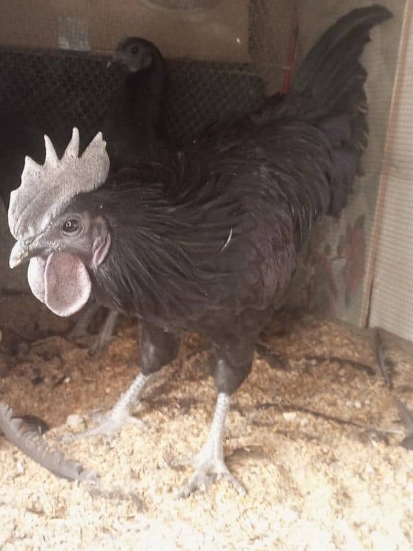 Ayam cemani 1 male 2 female 1