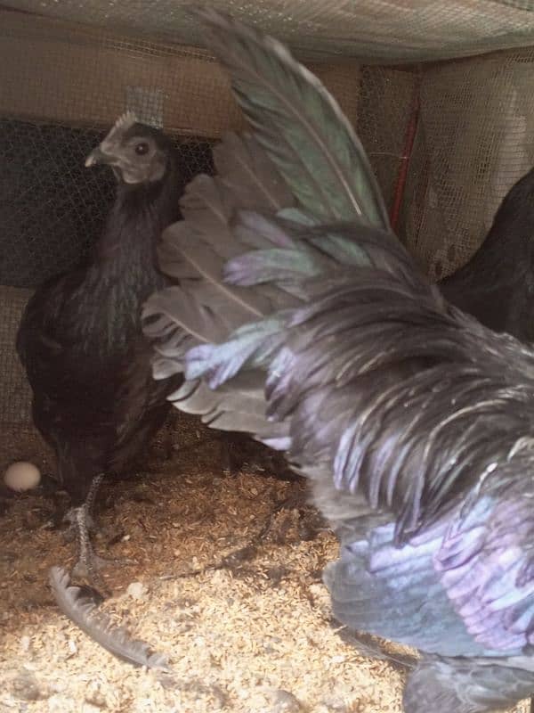 Ayam cemani 1 male 2 female 3