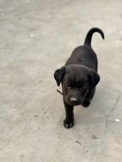 labrador retriver