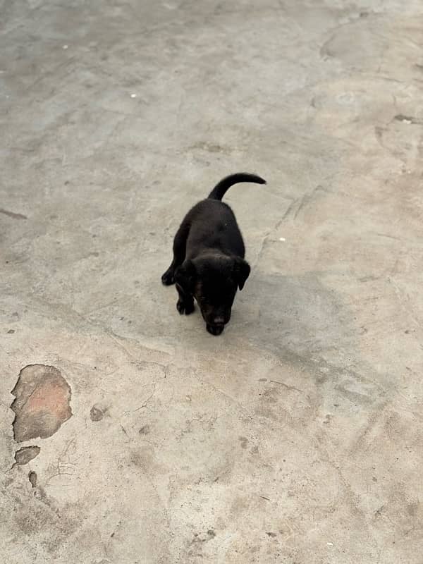 labrador retriver 2