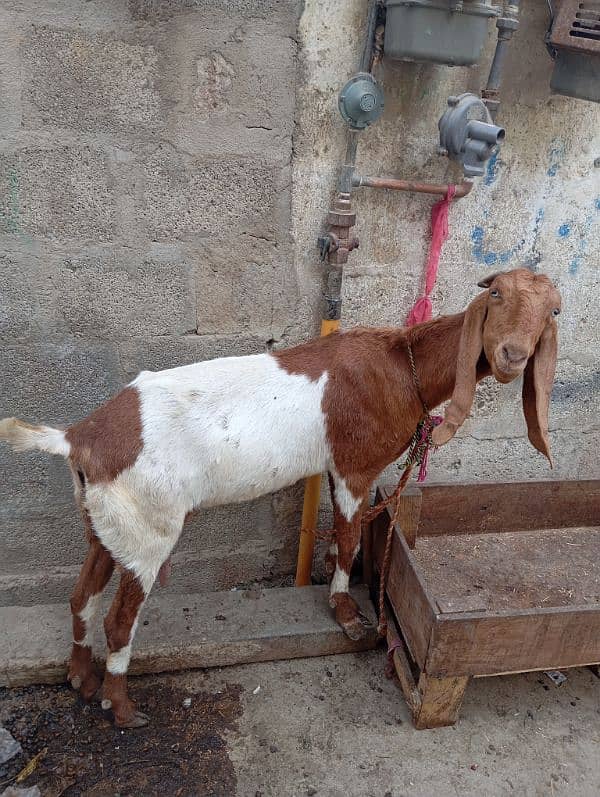 dodh wali bakri h Achi bakri h dodh b sai dati ha 0