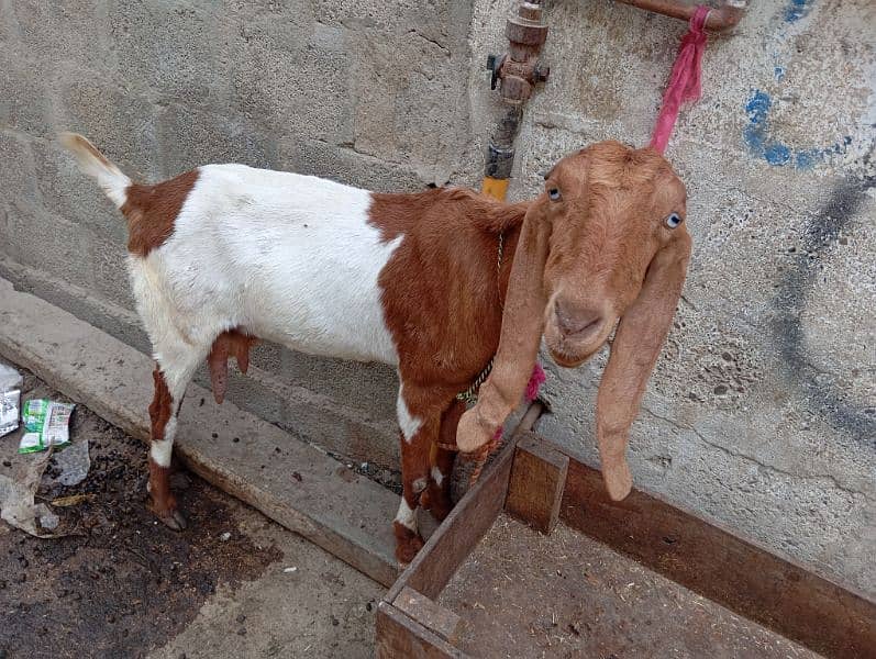 dodh wali bakri h Achi bakri h dodh b sai dati ha 1