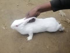 neswland white bunnies