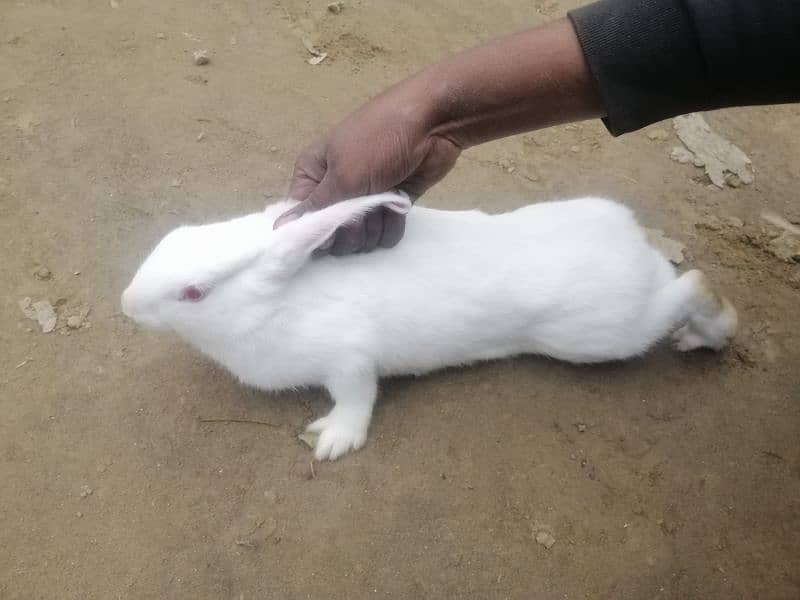 neswland white bunnies 0