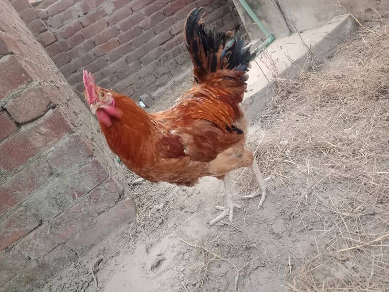 Organic Chicken - Desi Murga - Desi Murgi 4