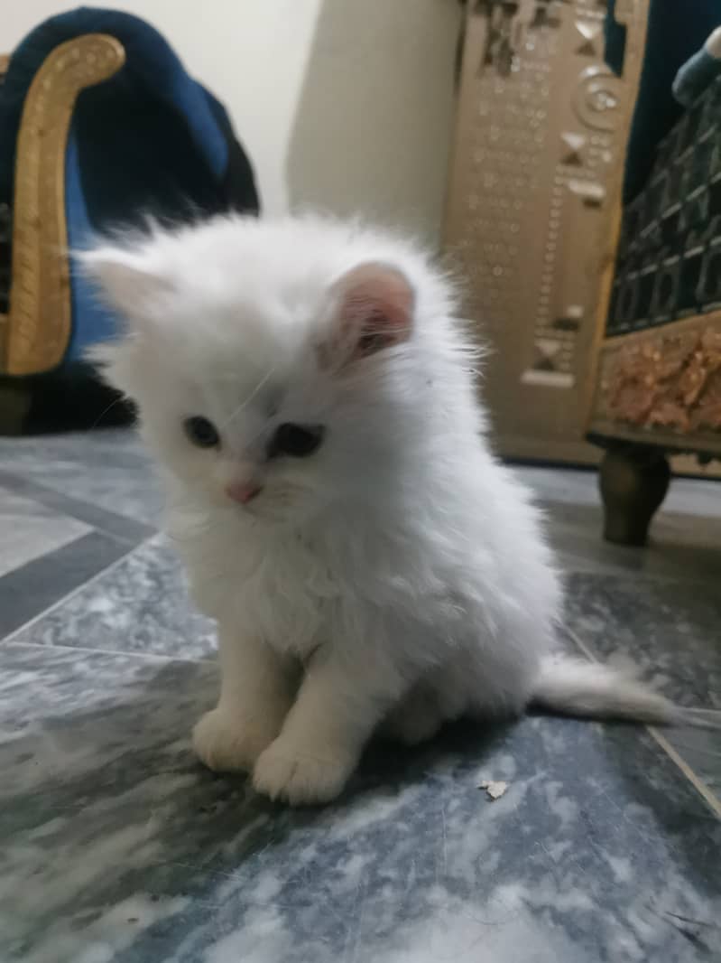 Persian doll face kitten white color 0