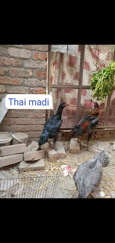 Top class Thai n vait aseel madiyan 5