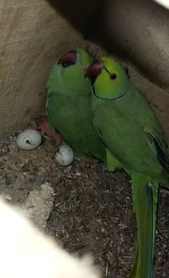 green ringneck parrot 100% breeder