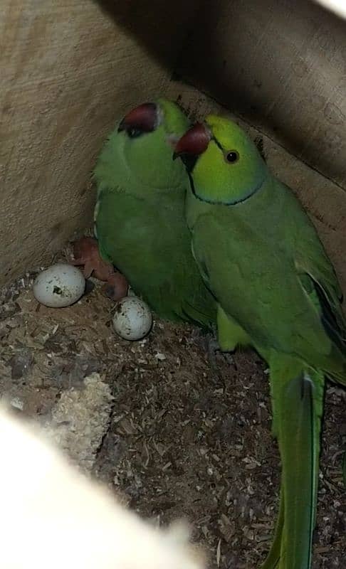 green ringneck parrot 100% breeder 0