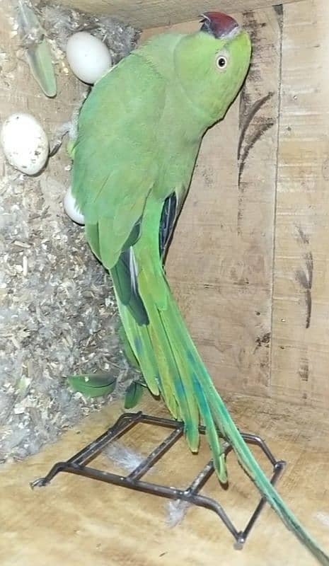 green ringneck parrot 100% breeder 1