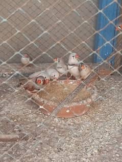 Finches