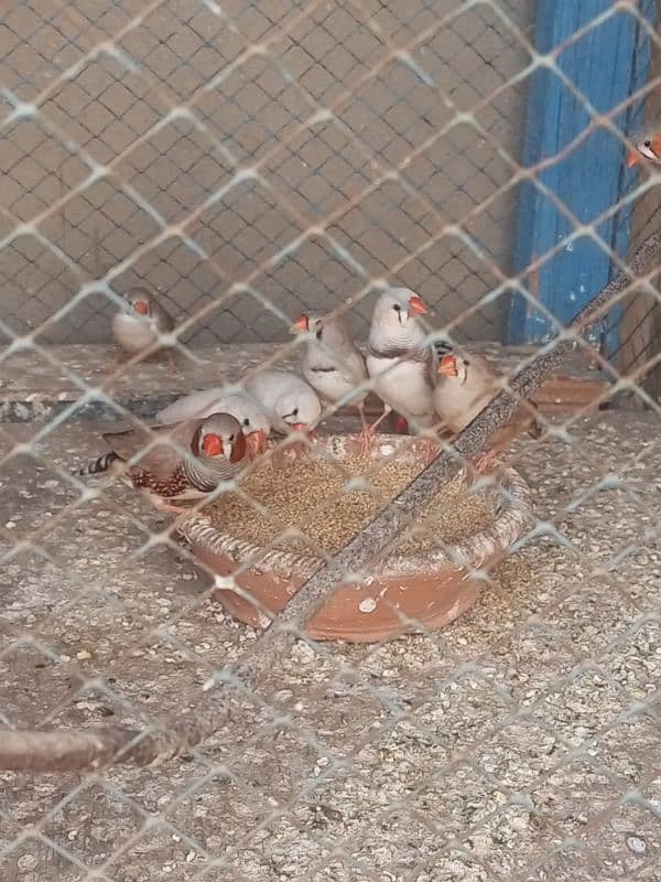 Finches For sale Avaliable 0