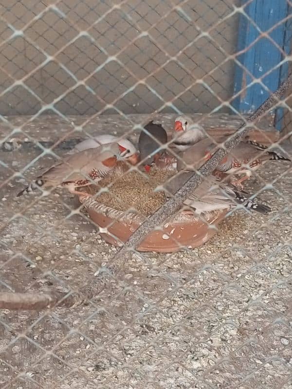 Finches For sale Avaliable 1