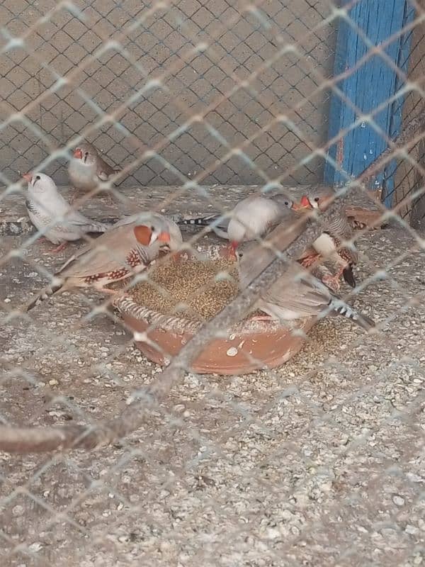 Finches For sale Avaliable 3