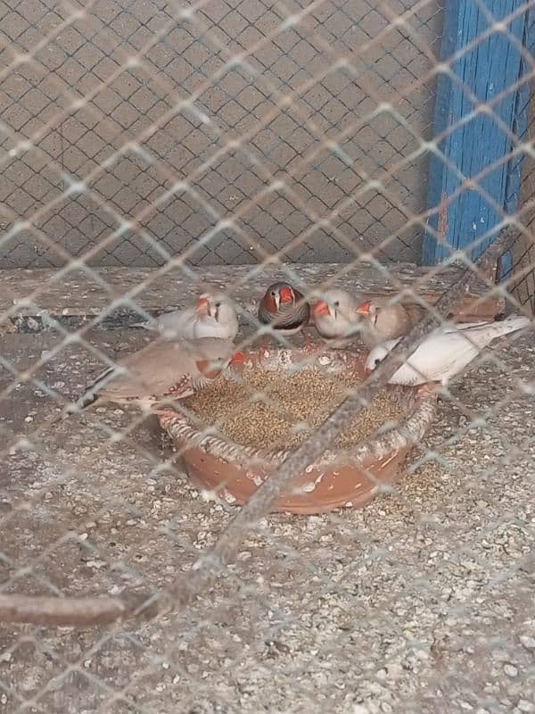 Finches For sale Avaliable 4