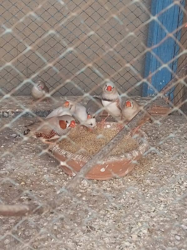 Finches For sale Avaliable 5