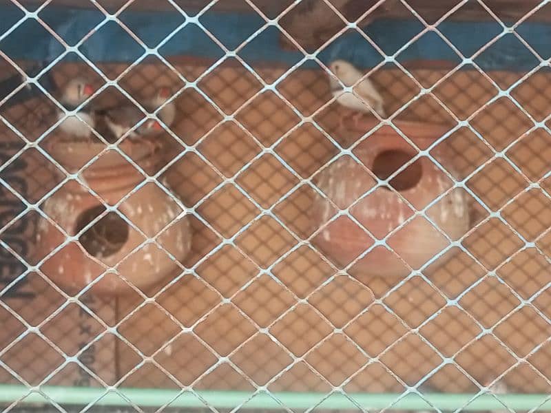 Finches For sale Avaliable 6