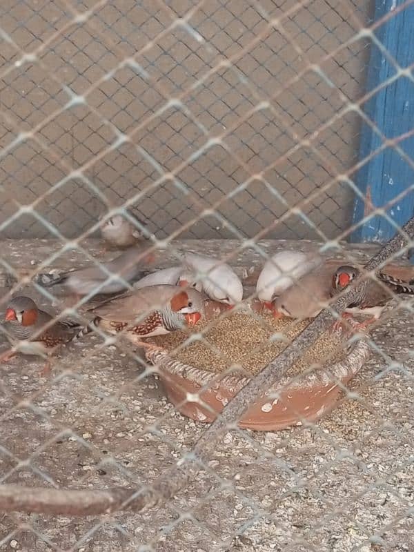 Finches For sale Avaliable 7