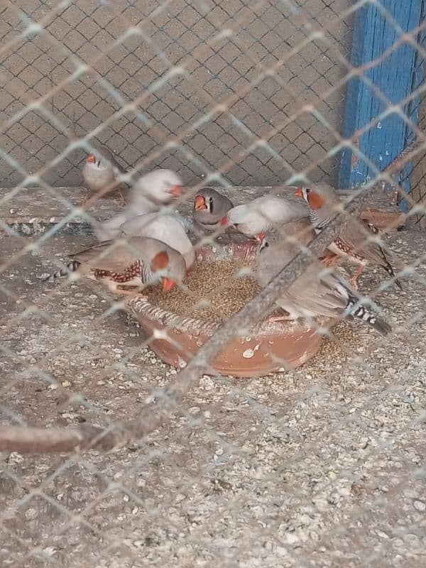 Finches For sale Avaliable 8