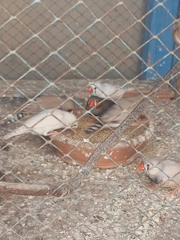 Finches For sale Avaliable 9