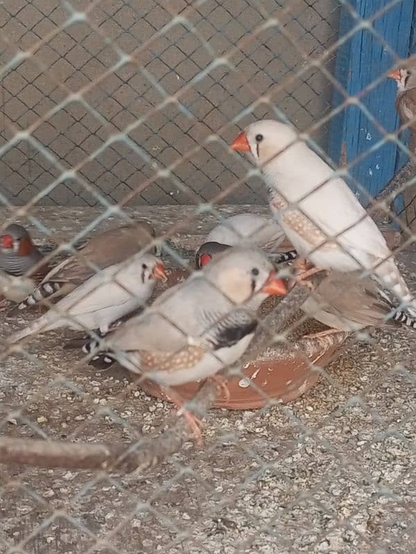 Finches For sale Avaliable 10