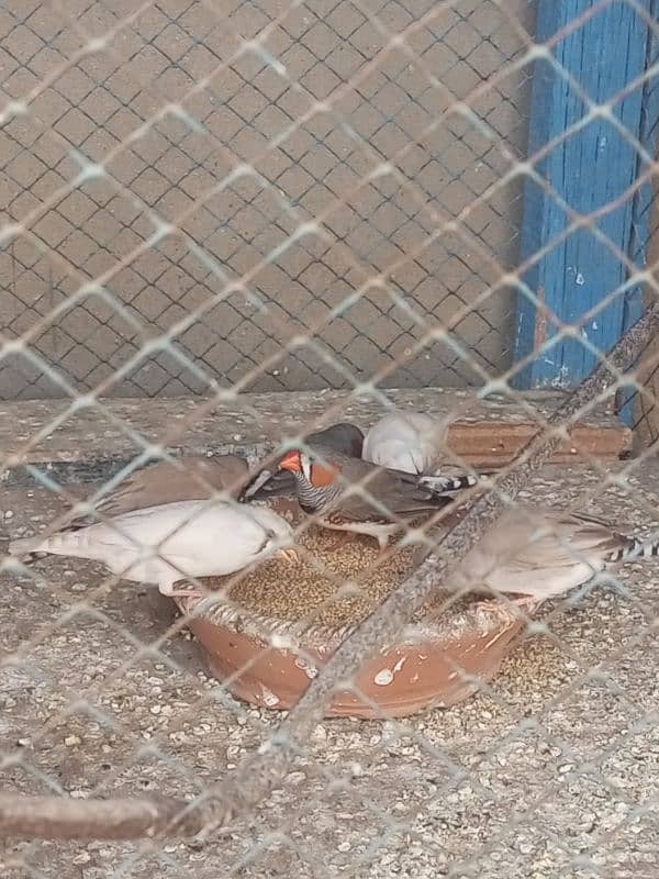 Finches For sale Avaliable 11