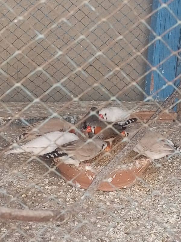 Finches For sale Avaliable 12