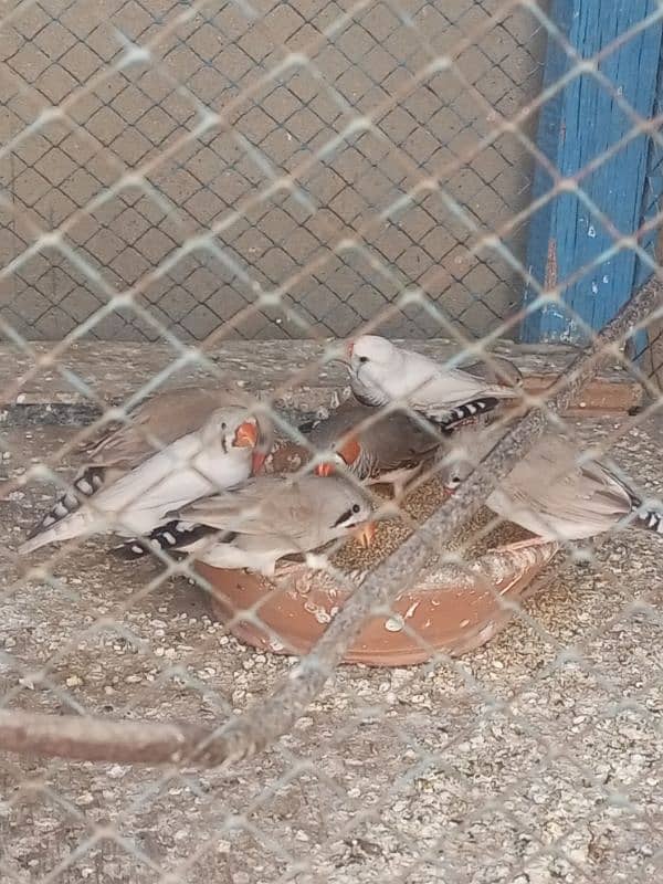 Finches For sale Avaliable 13