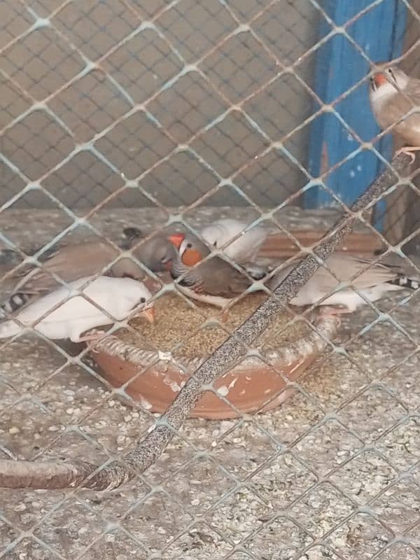 Finches For sale Avaliable 14