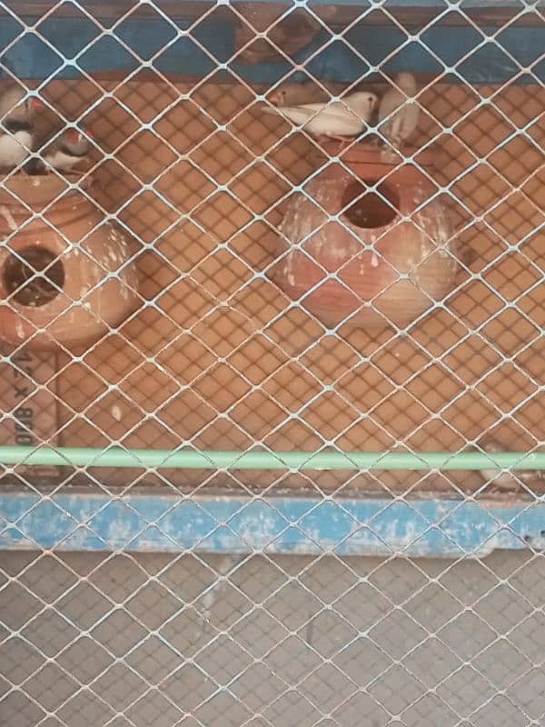 Finches For sale Avaliable 15