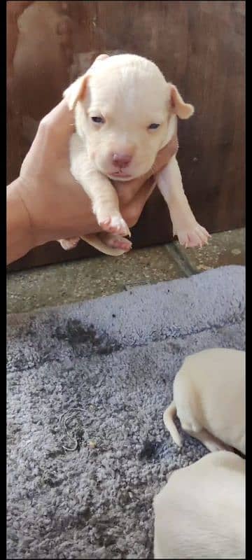 American pitbull male and female for sale 20 days age 0