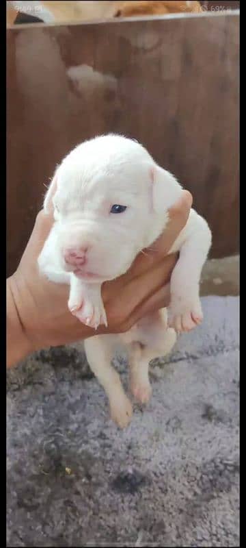 American pitbull male and female for sale 20 days age 1